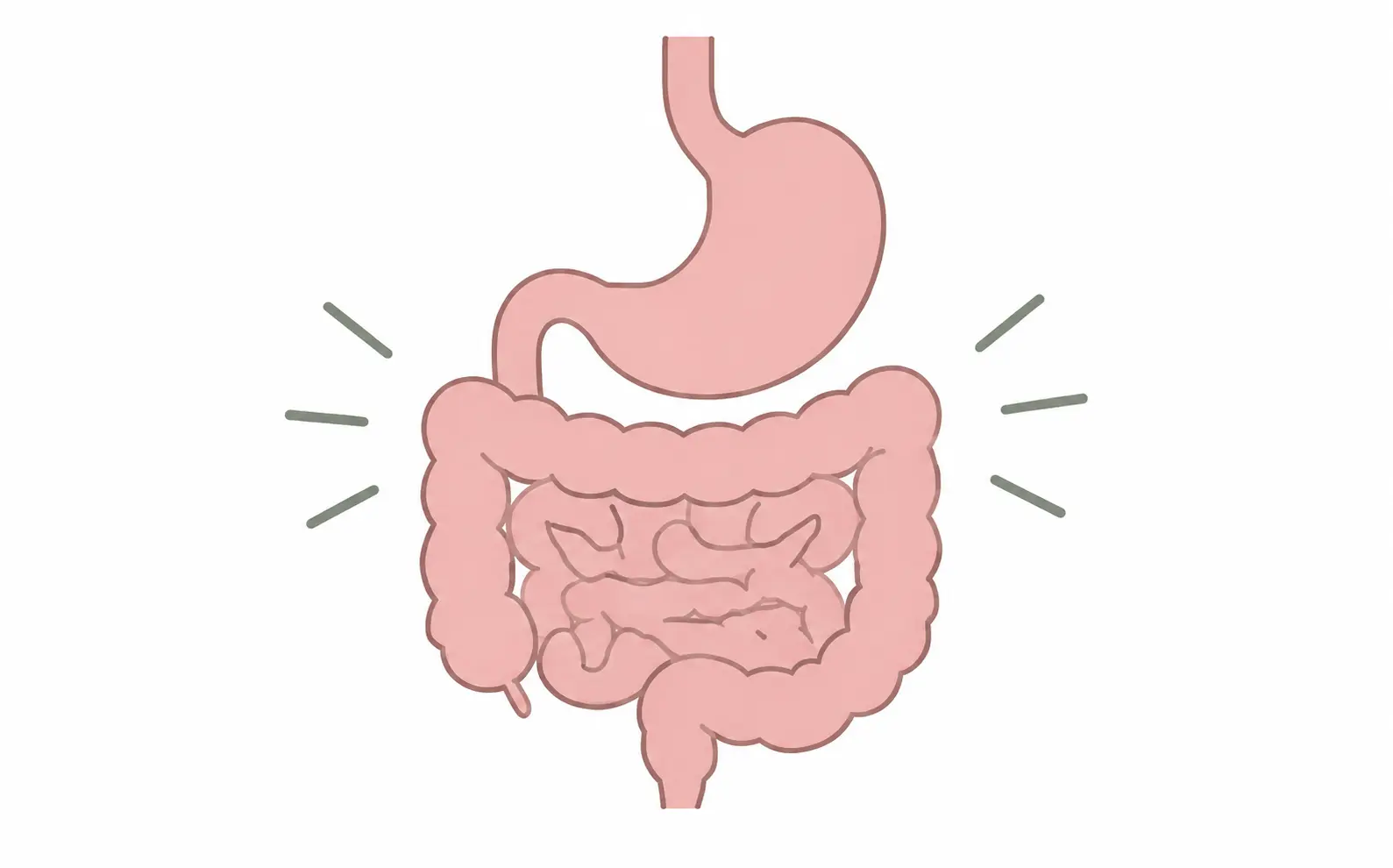 Illustration representing digestive changes during stress